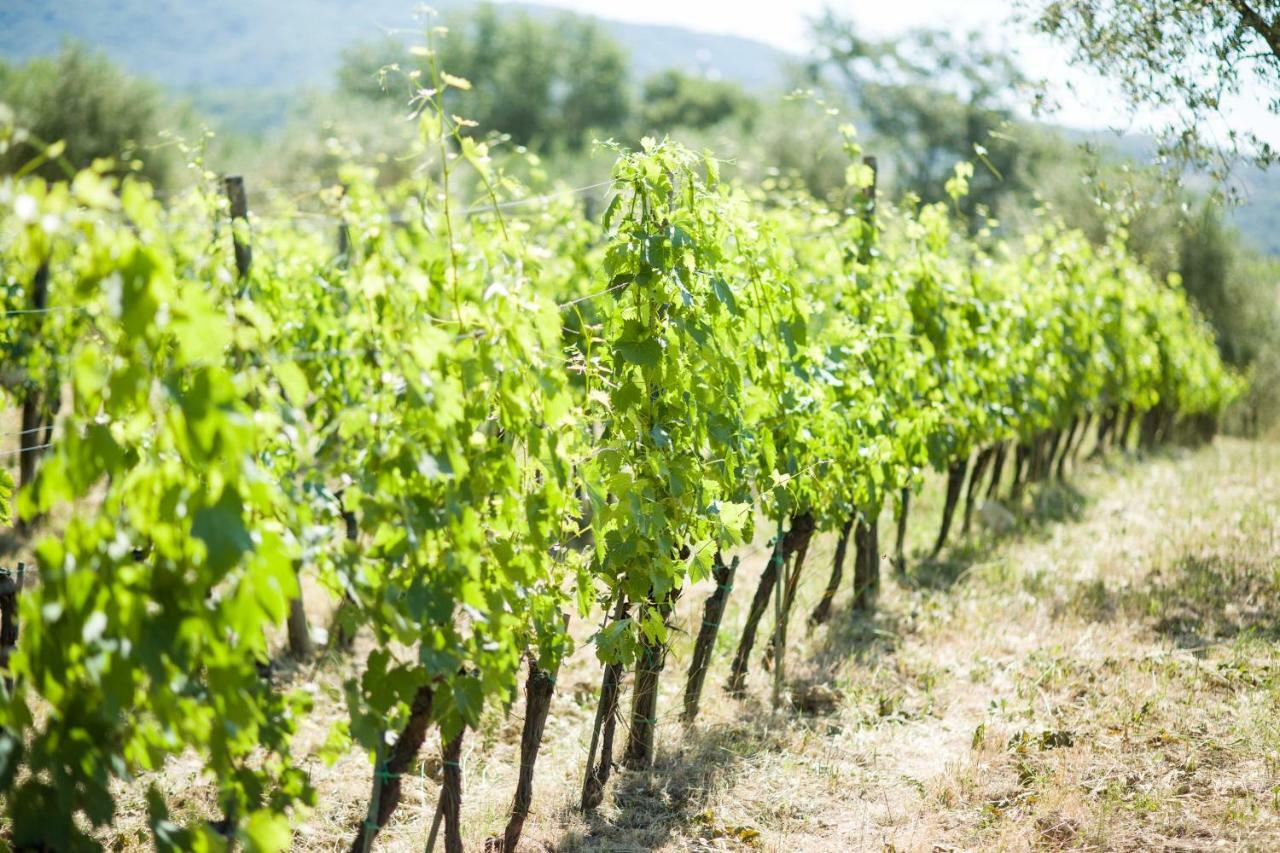 Ancora Del Chianti Bed and Breakfast Greve in Chianti Exteriör bild